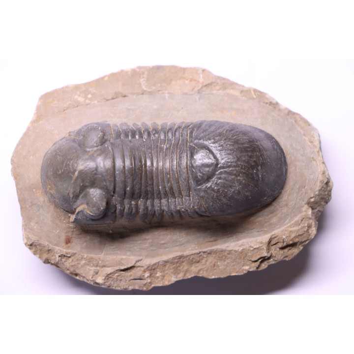 PARALEJURUS SPATULIFORMIS - praguian - L'atchana, Morocco