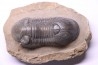 PARALEJURUS SPATULIFORMIS - praguien - L'atchana, Maroc