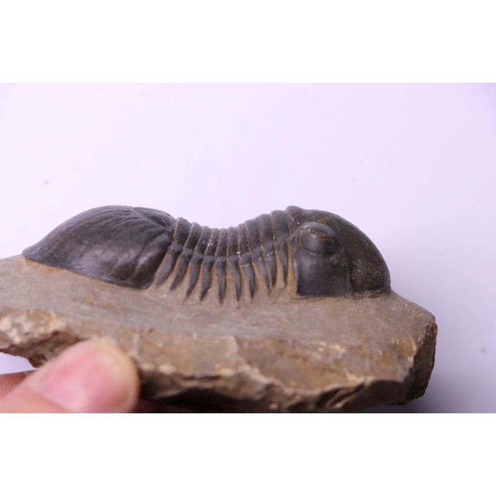 PARALEJURUS SPATULIFORMIS - praguian - L'atchana, Morocco