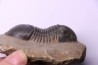 PARALEJURUS SPATULIFORMIS - praguian - L'atchana, Morocco