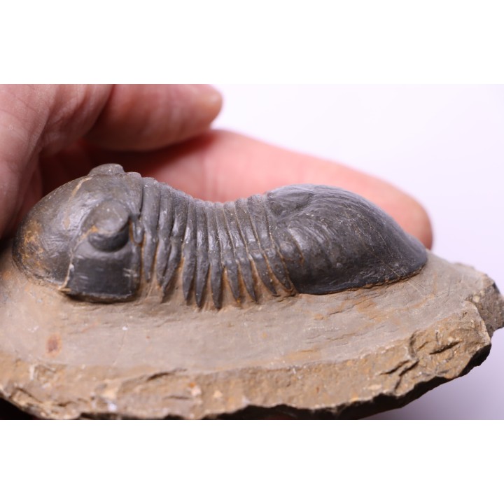 PARALEJURUS SPATULIFORMIS - praguien - L'atchana, Maroc