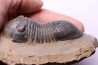 PARALEJURUS SPATULIFORMIS - praguien - L'atchana, Maroc