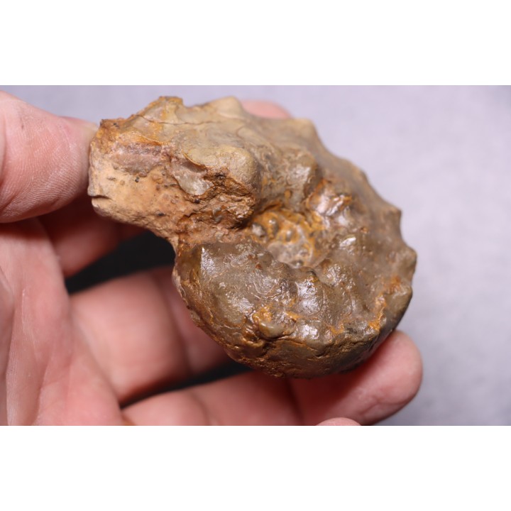 Buchiceras bilobatum - Coniacien - Perou
