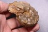 Buchiceras bilobatum - Coniacien - Perou