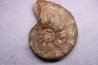 Buchiceras bilobatum - Coniacien - Perou