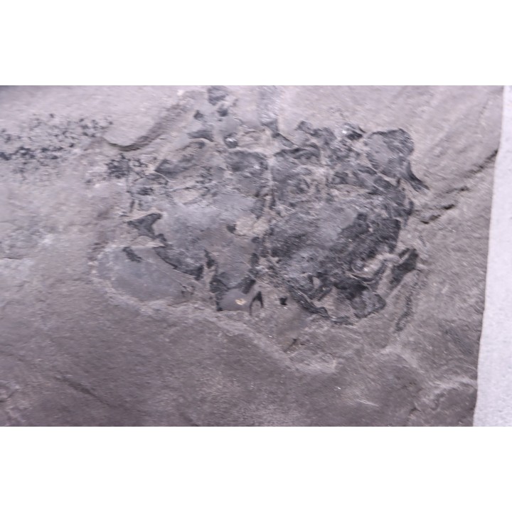very rare PLACODERME:  Coccosteus cuspidatus - Middle Devonian - old red sandstone Fmt - Orkney, Scotland