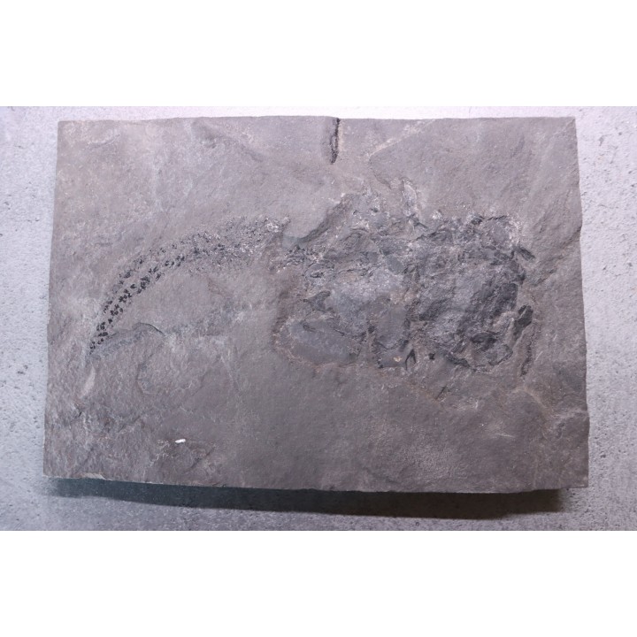 très rare exemplaire de PLACODERME:  Coccosteus cuspidatus - Dévonien moyen -"old red sandstone Fmt"-  Orkney, Scotland
