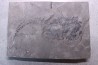 very rare PLACODERME: Coccosteus cuspidatus - Middle Devonian - old red sandstone Fmt - Orkney, Scotland