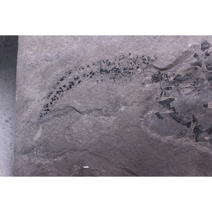 very rare PLACODERME:  Coccosteus cuspidatus - Middle Devonian - old red sandstone Fmt - Orkney, Scotland