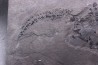 très rare exemplaire de PLACODERME:  Coccosteus cuspidatus - Dévonien moyen -"old red sandstone Fmt"-  Orkney, Scotland