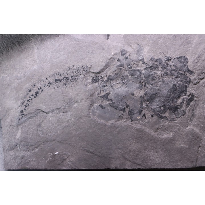 very rare PLACODERME:  Coccosteus cuspidatus - Middle Devonian - old red sandstone Fmt - Orkney, Scotland