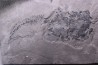 very rare PLACODERME: Coccosteus cuspidatus - Middle Devonian - old red sandstone Fmt - Orkney, Scotland