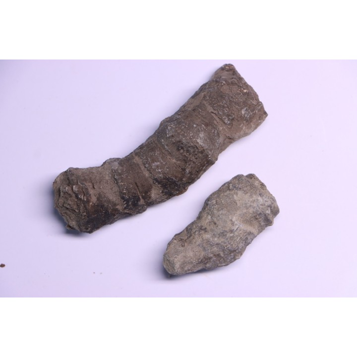 Tumnophylum lonjioytatum  Givetien - formation du calcaire de Blacourt - Ferques, 62 - FRANCE