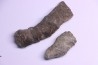 Tumnophylum lonjioytatum Givetien - formation du calcaire de Blacourt - Ferques, 62 - FRANCE