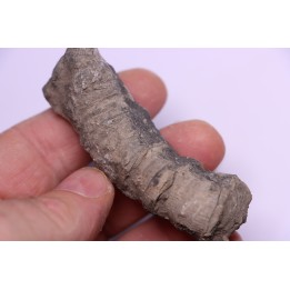 Tumnophylum lonjioytatum  Givetien - formation du calcaire de Blacourt - Ferques, 62 - FRANCE