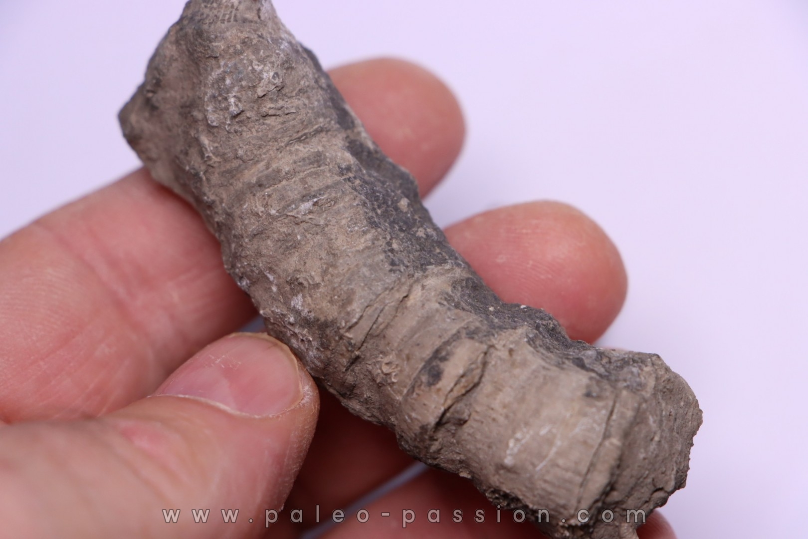 Tumnophylum lonjioytatum Givetien - formation du calcaire de Blacourt - Ferques, 62 - FRANCE