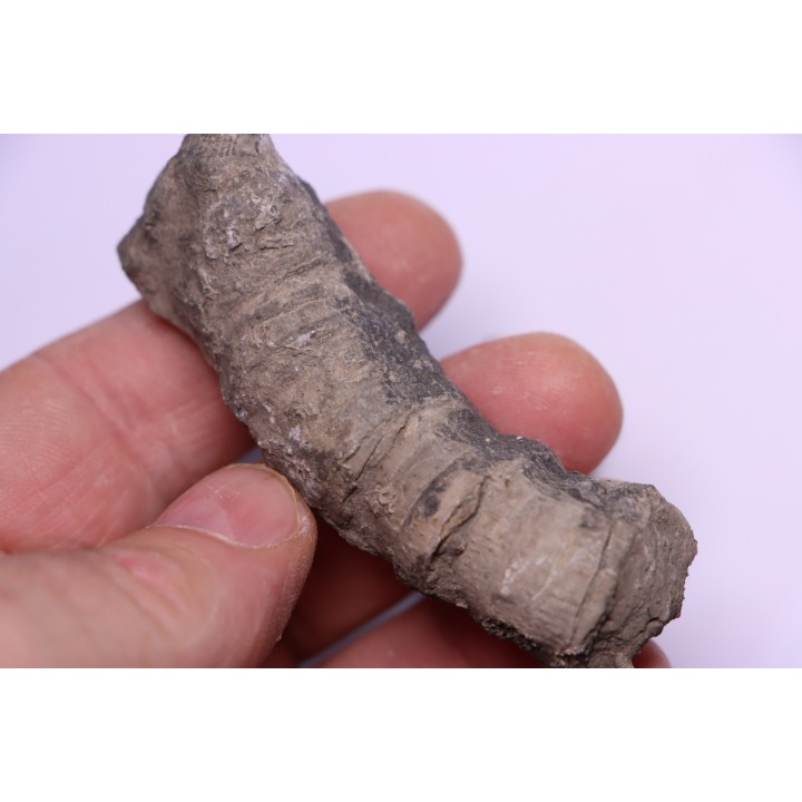 Tumnophylum lonjioytatum - Givetien - formation du calcaire de Blacourt - Ferques, FRANCE