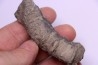 Tumnophylum lonjioytatum Givetien - formation du calcaire de Blacourt - Ferques, 62 - FRANCE