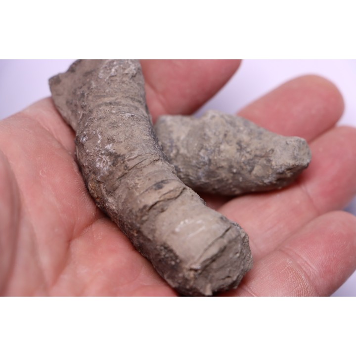Tumnophylum lonjioytatum - Givetien - formation du calcaire de Blacourt - Ferques, FRANCE