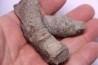 Tumnophylum lonjioytatum - Givetien - formation du calcaire de Blacourt - Ferques, FRANCE