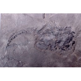 très rare exemplaire de PLACODERME:  Coccosteus cuspidatus - Dévonien moyen -"old red sandstone Fmt"-  Orkney, Scotland