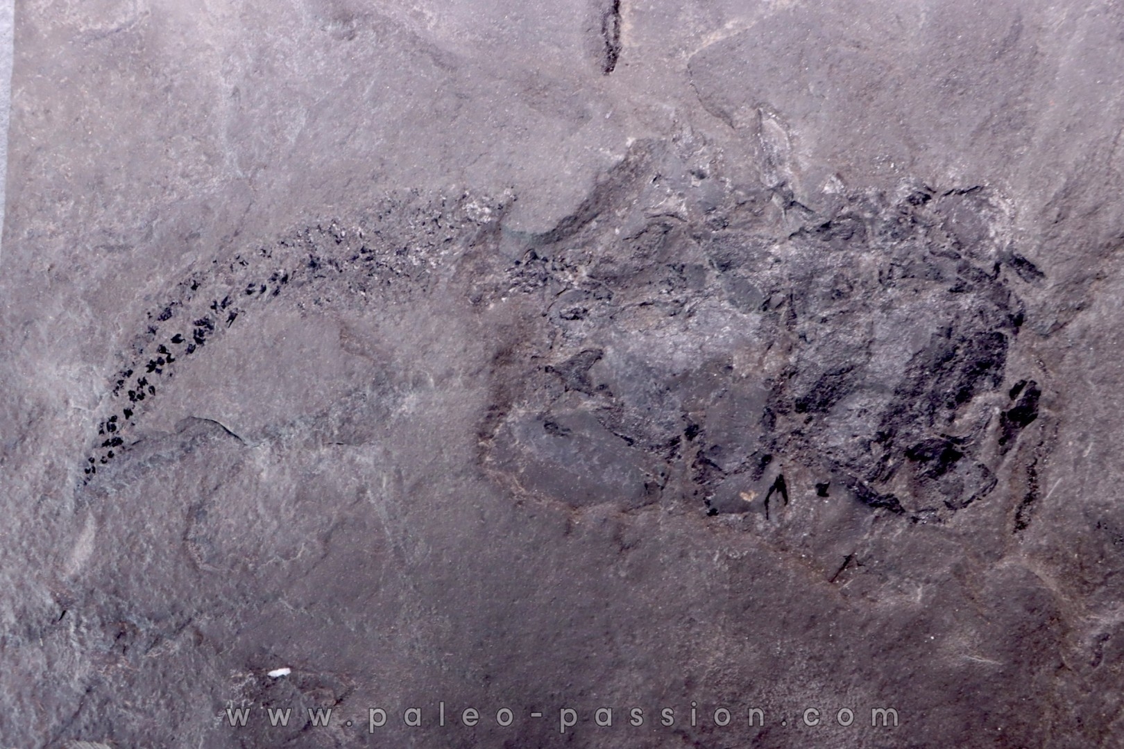 very rare PLACODERME: Coccosteus cuspidatus - Middle Devonian - old red sandstone Fmt - Orkney, Scotland