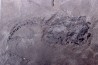 very rare PLACODERME: Coccosteus cuspidatus - Middle Devonian - old red sandstone Fmt - Orkney, Scotland