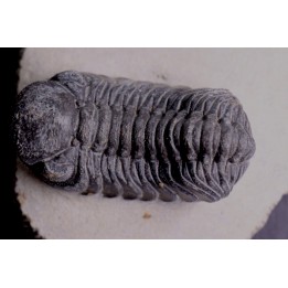BARRANDEOPS ovatus - Emsian - Jbel Oufaten, MOROCCO