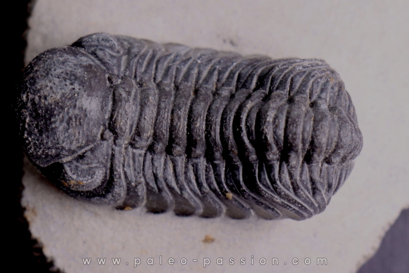 BARRANDEOPS ovatus - Emsian - Jbel Oufaten, MOROCCO