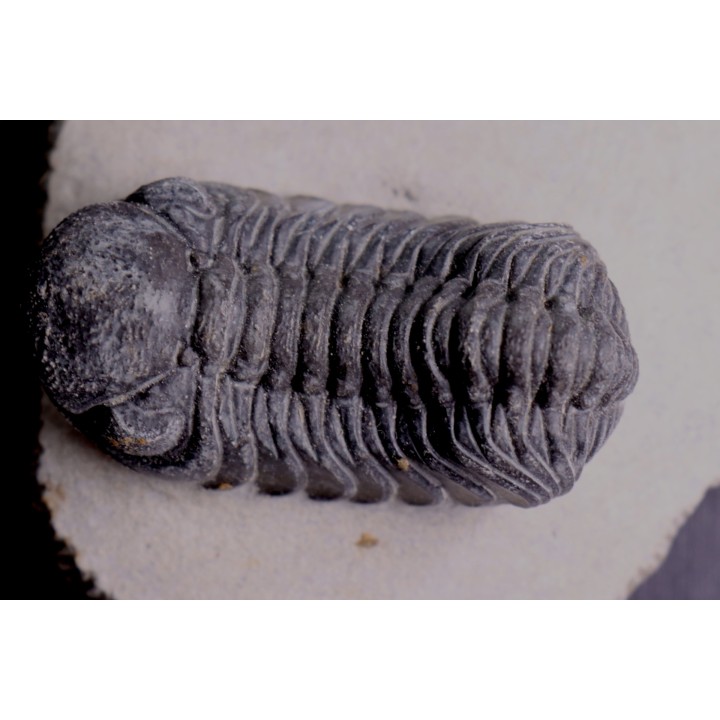 BARRANDEOPS ovatus - Emsian - Jbel Oufaten, MOROCCO