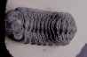 BARRANDEOPS ovatus - Emsian - Jbel Oufaten, MOROCCO