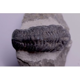 BARRANDEOPS ovatus - Emsian - Jbel Oufaten, MOROCCO