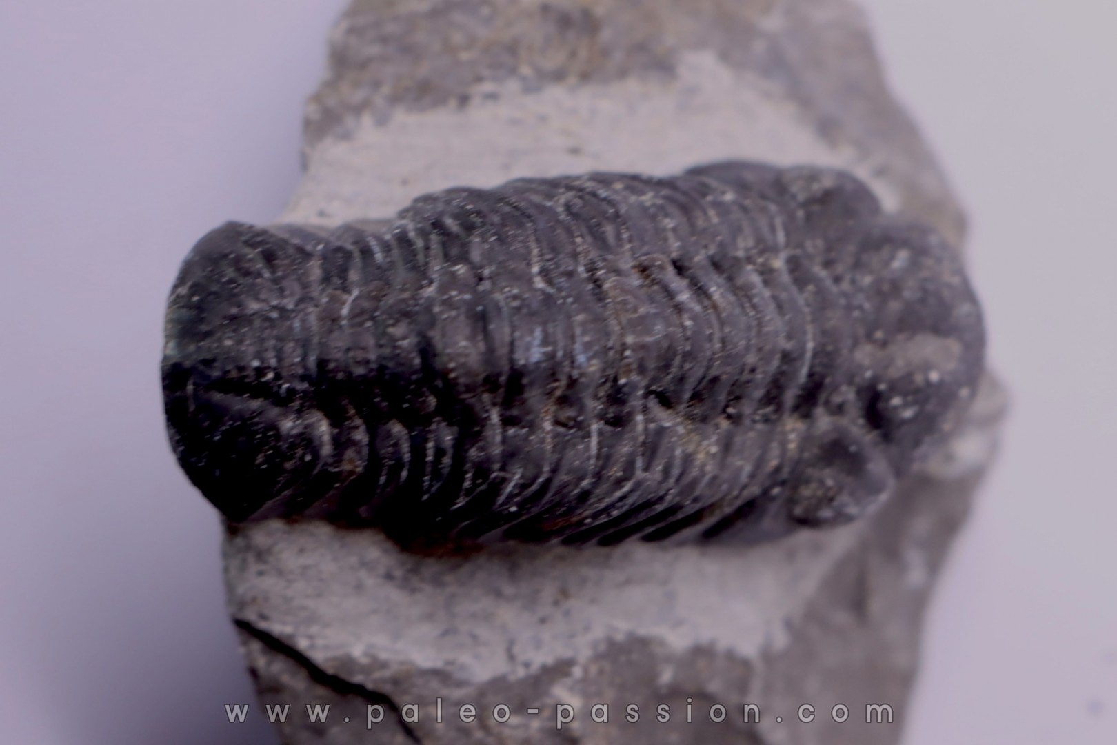 BARRANDEOPS ovatus - Emsian - Jbel Oufaten, MOROCCO