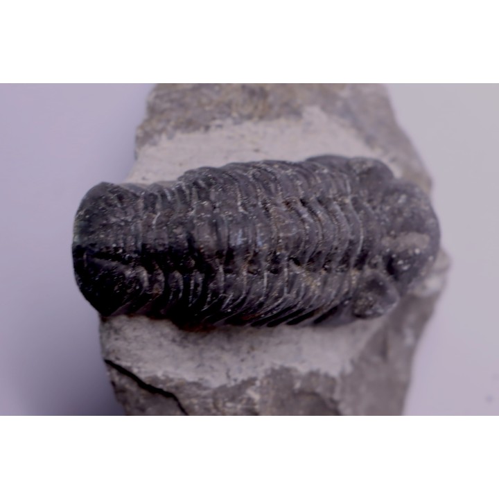 BARRANDEOPS ovatus - Emsian - Jbel Oufaten, MOROCCO
