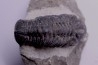 BARRANDEOPS ovatus - Emsian - Jbel Oufaten, MOROCCO