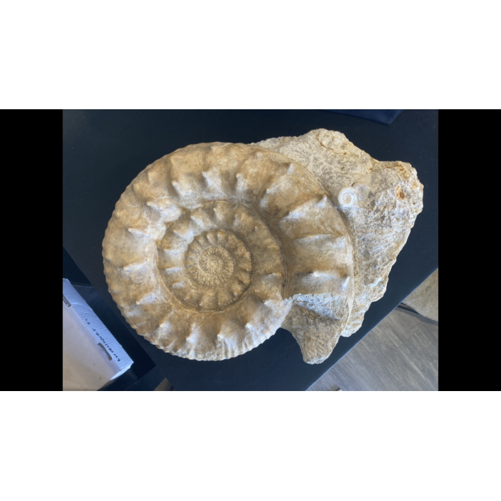 Loczyceras horrida - UPPER callovian  -  Montreuil belley, FRANCE
