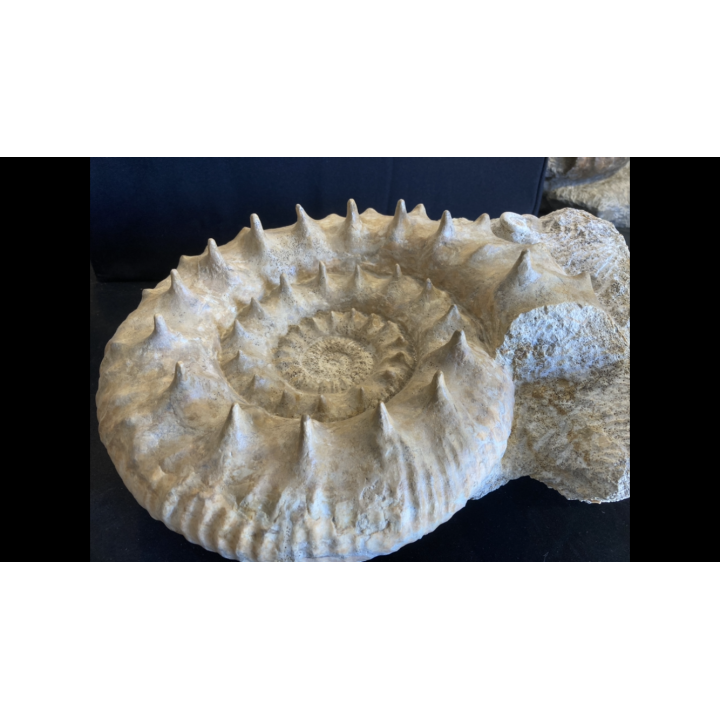 Loczyceras horrida - UPPER callovian  -  Montreuil belley, FRANCE