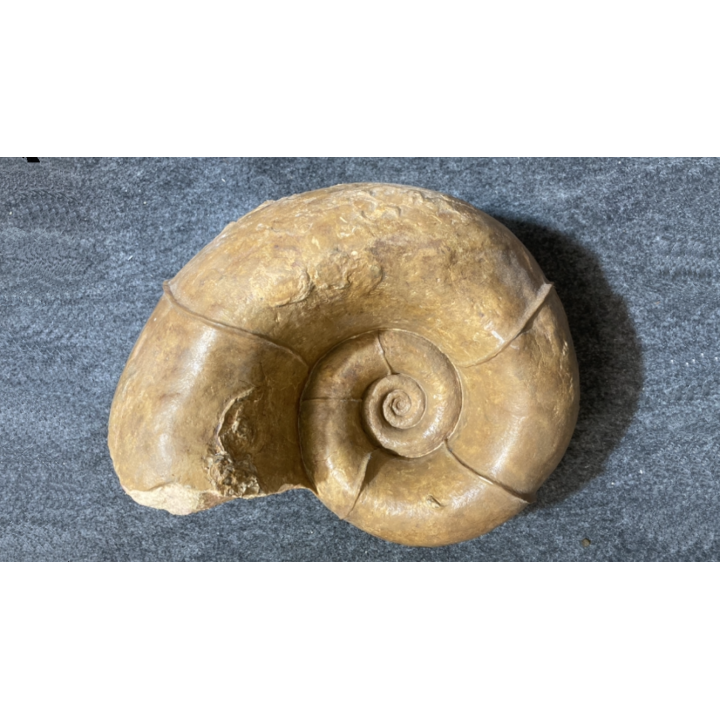 Megalytoceras amplum - Aalenien - Belmont, FRANCE