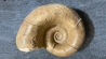 Megalytoceras amplum - Aalenien - Belmont, FRANCE