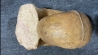 Megalytoceras amplum - Aalenien - Belmont, FRANCE