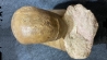 Megalytoceras amplum - Aalenien - Belmont, FRANCE