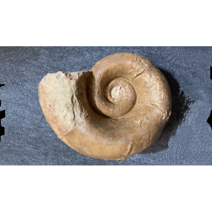 Megalytoceras amplum - Aalenien - Belmont, FRANCE