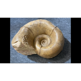 Megalytoceras amplum - Aalenien - Belmont, FRANCE