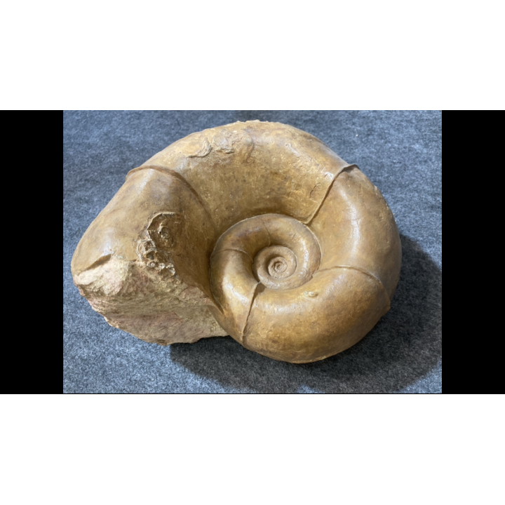Megalytoceras amplum - Aalenien - Belmont, FRANCE