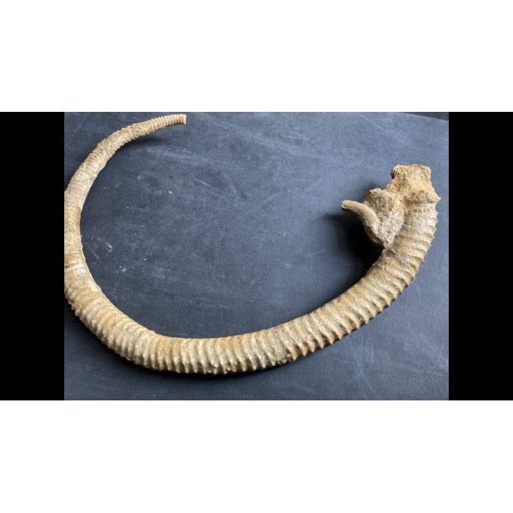 Spiroceras ORBIGNYI  Bajocien  Evrecy, 14, FRANCE