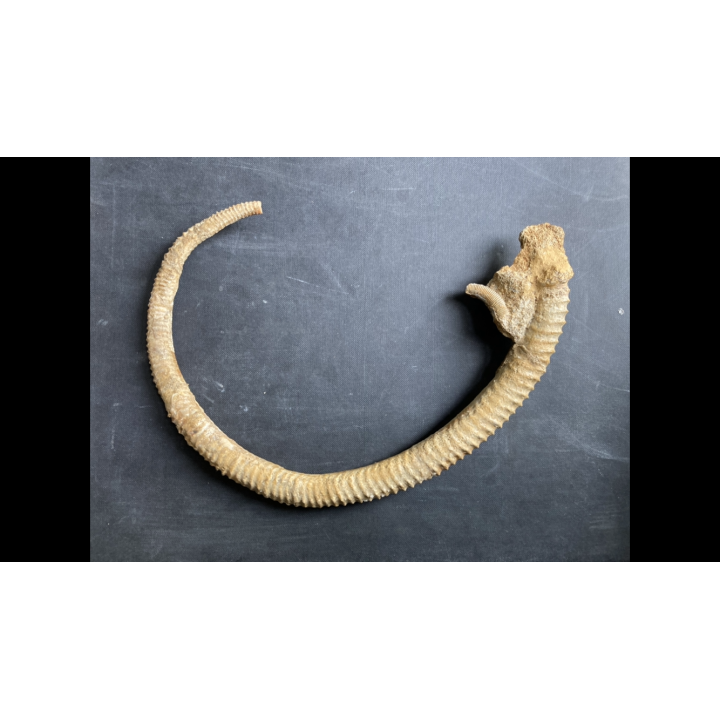 Spiroceras ORBIGNYI  Bajocien  Evrecy, 14, FRANCE