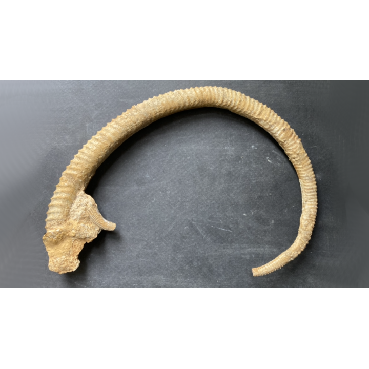 Spiroceras ORBIGNYI  Bajocien  Evrecy, 14, FRANCE
