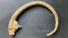 Spiroceras ORBIGNYI  Bajocien  Evrecy, 14, FRANCE