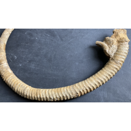 Spiroceras ORBIGNYI  Bajocien  Evrecy, 14, FRANCE