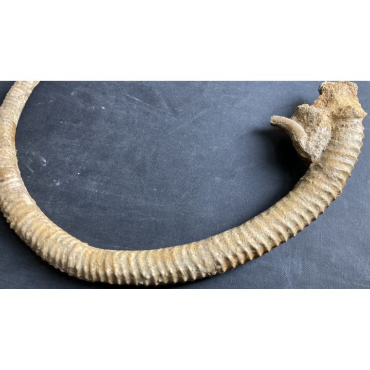 Spiroceras ORBIGNYI  Bajocien  Evrecy, 14, FRANCE